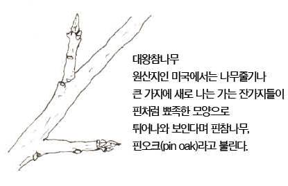 우리 주변 식물들의 비밀 이야기 69 대왕참나무