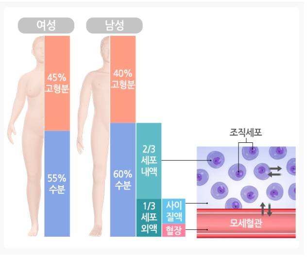 성별에 따라 체액을 이루는 성분들. /자료=국가건강정보포털