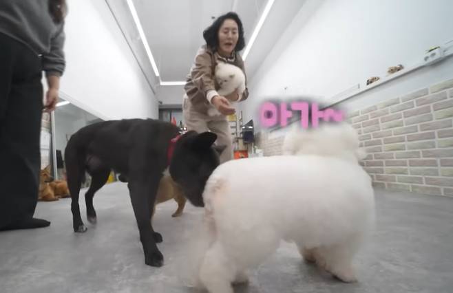 '나 혼자 산다' 유기견 보호소 (나혼산)