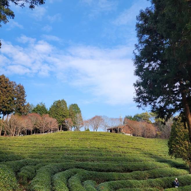 푸른 하늘 아래 펼쳐진 녹차밭. 차나무가 만들어낸 선과 색감이 자연의 리듬을 그대로 전한다. 김희중 칼럼니스트 iong5636@naver.com