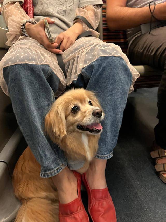 어디든 댕댕이도 함께 (in 유럽) 보호자 제공