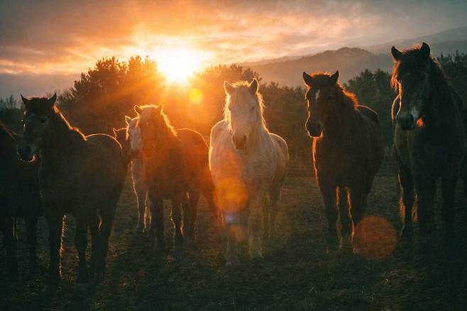 2026년은 희망과 전진, 도약을 상징하는 말의 기운을 받아 모두가 힘차게 질주하는 한 해가 되길 기원해본다. 제주도축산생명연구원=이성희 기자 token77@