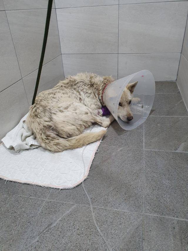 서울 모처의 한 비닐하우스에서 발견된 '초롱이'의 모습. 목줄에 묶인 채로 들개들의 공격으로 전신에 큰 상처를 입었지만 초롱이 소유자는 이를 방치하고 치료하지 않았다. 동물복지문제연구소 어웨어 제공