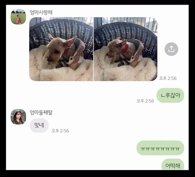 니루를 발견한 문서연 씨가 니루의 미용한 모습을 가족에게 공유한 내용(보호자 제공) ⓒ 뉴스1