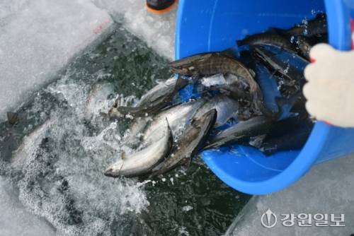 ◇2026 얼음나라 화천산천어축제 개막을 하루 앞둔 9일 축양장에서 수온 적응을 마친 산천어가 방양되고 있다.