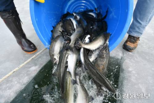 ◇2026 얼음나라 화천산천어축제 개막을 하루 앞둔 9일 축양장에서 수온 적응을 마친 산천어가 방양되고 있다.