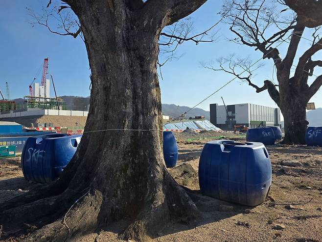 7일 경기 용인시 처인구 원삼면의 용인 하이닉스 일반산단 초입에 느티나무 두 그루가 놓여 있다. 공사 부지였던 죽능리의 당산나무 격인 두 나무를 하이닉스가 주민 배려 차원에서 이식했다고 한다. 이영근 기자