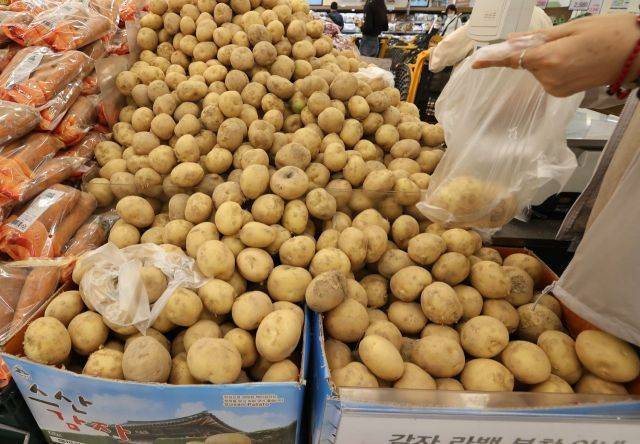 서울 한 대형마트의 감자 매대. 사진은 기사 중 특정 내용과 무관. 연합뉴스