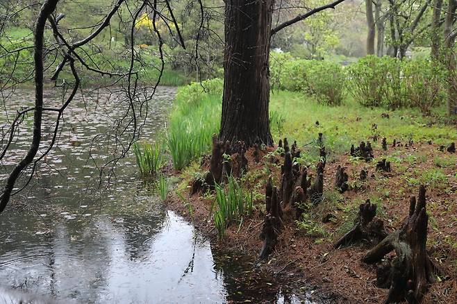 비늘낙우송 ‘누탄스’의 공기뿌리. 천리포수목원 제공