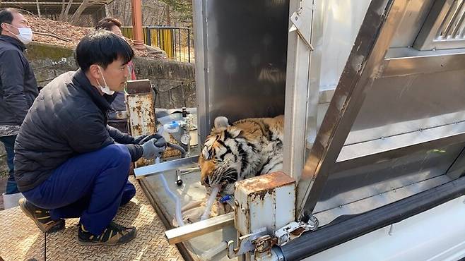지난 2021년 호랑이사 확장·이사 당시 마취 작업 중인 김정호 청주동물원 진료·사육팀장. 청주동물원 제공