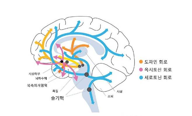 세로토닌이 부족한 남자는 성욕이 높다? [안철우 교