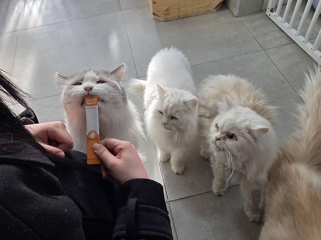 스틱형 영양제를 먹기 위해 줄 선 고양이들 ⓒ 뉴스1 한송아 기자