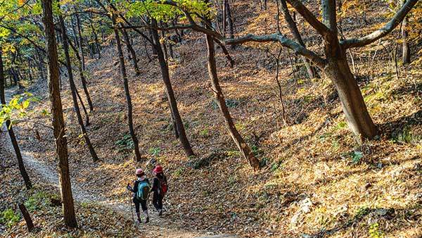 1코스는 쉬운 등산 수준으로 약간의 오르내림이 있다.