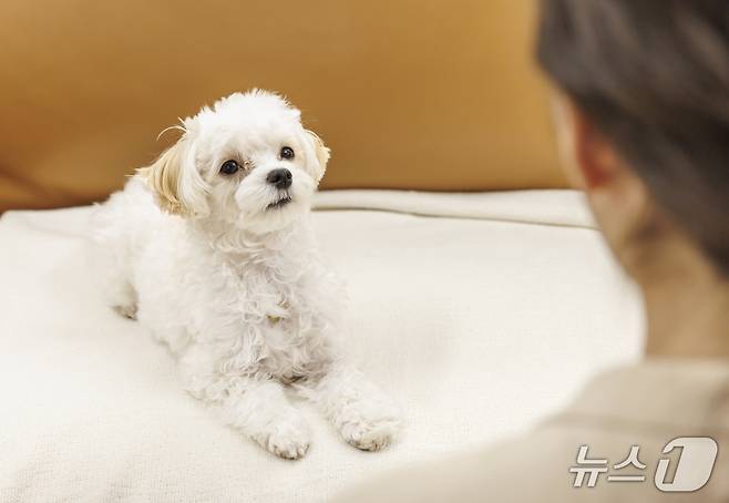 보호자와 교감하는 몰티즈 강아지(사진 클립아트코리아) (사진은 기사 내용과 무관함) / 뉴스1 ⓒ News1