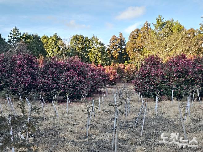지난 20일 취재진이 살펴본 A관광농원 산지 훼손 원상복구 현장. 동백나무 군락지는 그대로 남아 있고 훼손 구역에는 편백나무 묘목이 식재돼 있다. 이창준 기자