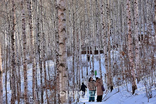 자작나무 사이로 난 탐방로 위에서 여행자들이 잠시 걸음을 멈춘다. 나무 사이의 간격만큼 사람과 사람 사이의 거리도 자연스럽게 벌어진다.