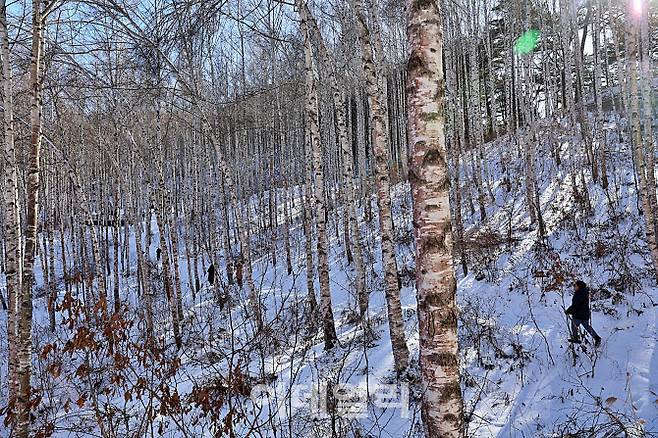 하얀 자작나무들이 빼곡히 들어선 경사면 사이로 사람들이 조심스럽게 길을 오른다. 겨울의 자작나무 숲은 풍경보다 질서에 가깝다.
