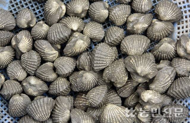 껍데기의 골이 깊고 진한 바다향이 일품인 참꼬막. 보성=강재훈 프리랜서 기자