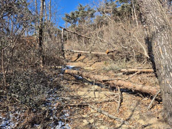 인천 옹진군 덕적도 서포리항 해안 산책로, 쓰러진 나무가 길목을 가로막고 있다. 정성식 기자