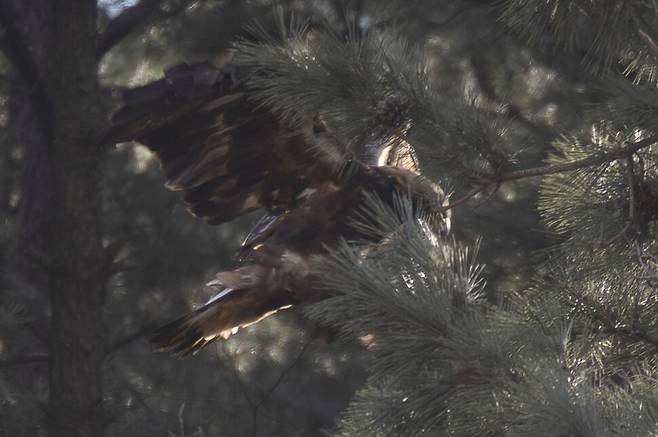 소나무 숲은 검독수리의 은폐 역할을 하며, 사냥감을 노릴 수 있는 최적의 자리를 제공한다.