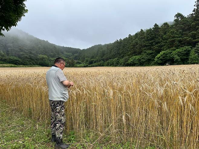 '트리티케일' 재배