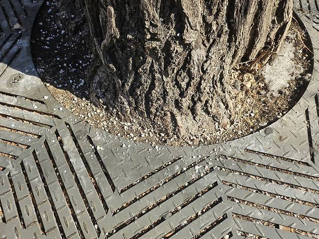 서울 한 가로수 주변에 제설제가 쌓여 있다. 김광우 기자.