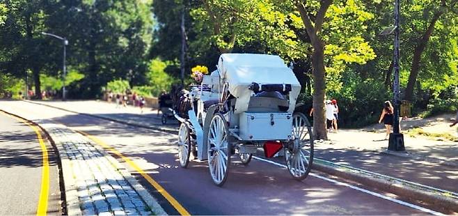 센트럴파크의 관광용 마차