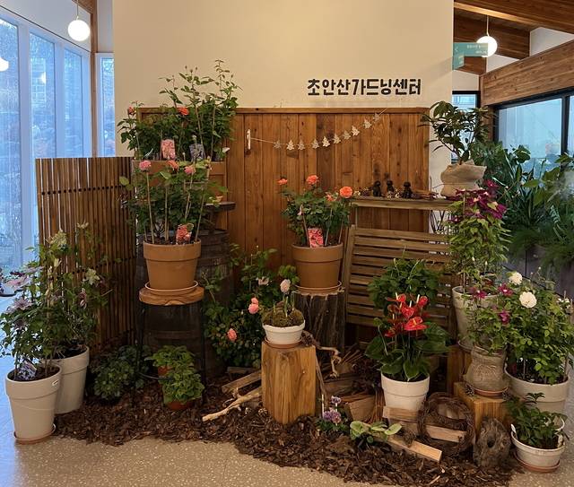 다양한 종류의 꽃과 식물들이 도봉구 초안산가드닝센터 내에 전시돼 있다. 도봉구청 제공