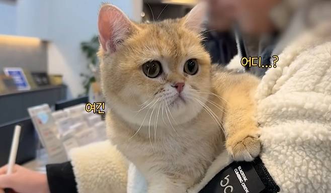 유튜브 채널 '스튜디오 그냥'에서 가족을 찾는 고양이 '꿀밤이'의 건강검진 영상을 공개했다(유튜브 갈무리). ⓒ 뉴스1