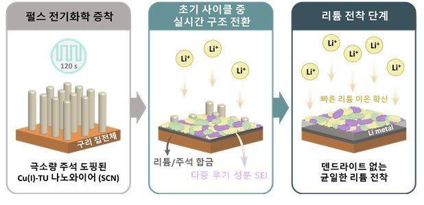 리튬 전착 단계 개념도. 펄스 전기화학 증착으로 만든 SCN 집전체에서는 초기 충·방전 과정에서 리튬-주석 합금과 무기 성분 중심의 안정한 SEI가 동시에 형성돼, 리튬 이온이 고르게 확산되며 덴드라이트 없는 석출이 이뤄진다. 연구팀 제공