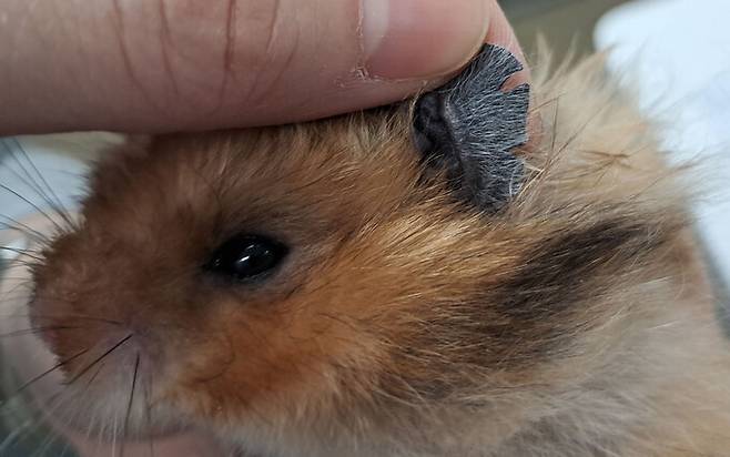 피학대 격리 조치 이후 검진 과정에서 드러난 상처. 동물자유연대 제공