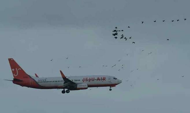 군산공항 부근 새만금 수라갯벌 상공에서 한 여객기가 새들에게 둘러싸여 있다. 새만금신공항백지화공동행동 제공