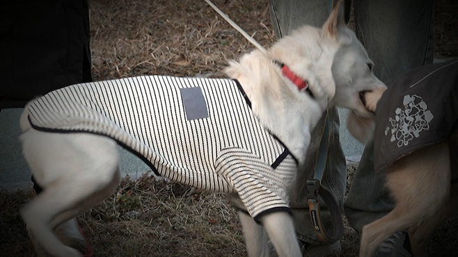 KBS2 ‘개는 훌륭하다’