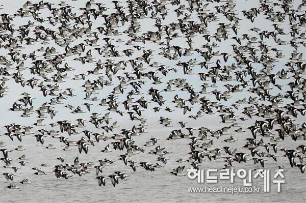 검은머리물떼새의 이동 모습. 환경부 지정 멸종위기야생생물 Ⅱ급, 국가유산청 천연기념물, IUCN (NT, 준위협종). (사진=제주대 오홍식 교수 연구팀)
