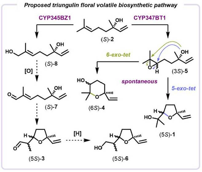 남가뢰 유충은 리날룰(2)을 비롯해 8가지 구조의 17가지 모노터페노이드 분자를 만들어 꽃향기를 내어 벌을 유혹한다. 8가지 구조의 생합성 경로(추정)로 이 과정을 촉매하는 효소 유전자 두가지(CYP345BZ1과 CYP347BT1)도 밝혀졌다. 막스플랑크화학생태학연구소 제공