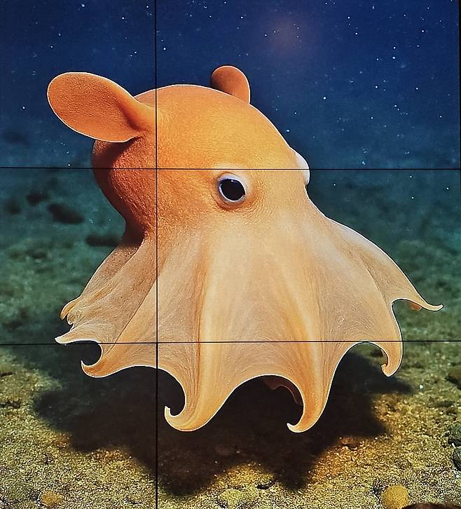 마리아나 해구 심해에 사는 덤보 문어는 관광청 마스코트가 되었고 ‘미라’라는 이름을 얻었다.