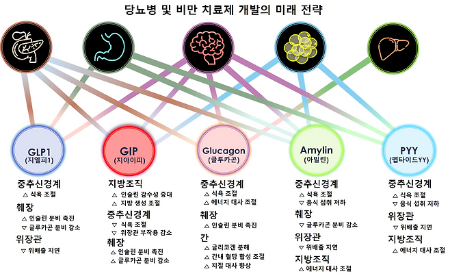 당뇨병 및 비만 치료제 개발 전략 현황. 분당서울대병원 제공