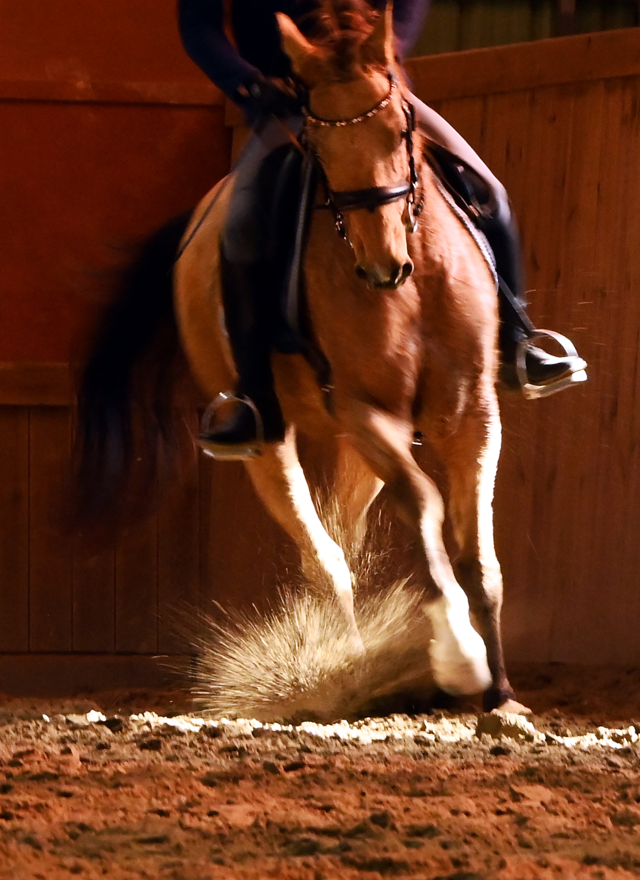 지난 5일 경북 경주시 한 승마장에서 적토마(아할테케) 품종 말 ‘함가’가 질주하고 있는 모습. 박윤슬 기자