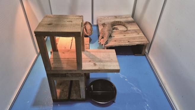 사바나왕도마뱀을 위해 강규호 연구원이 만든 놀이 공간과 숨을 공간. 강규호 제공