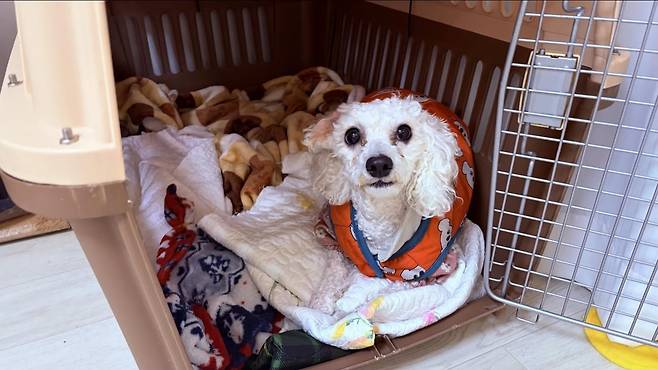 놀러 와서 머루의 집을 차지하고 앉아 있는 우유(인스타그 podopodopo 제공) ⓒ 뉴스1