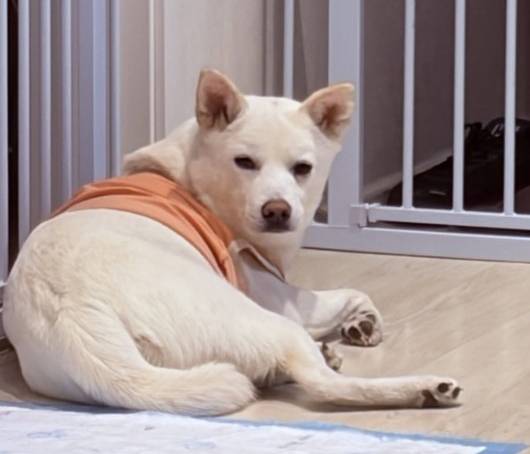 매일 현관 앞에서 우유가 놀러 오기를 기다리는 머루(인스타그램 podopodopo 제공) ⓒ 뉴스1