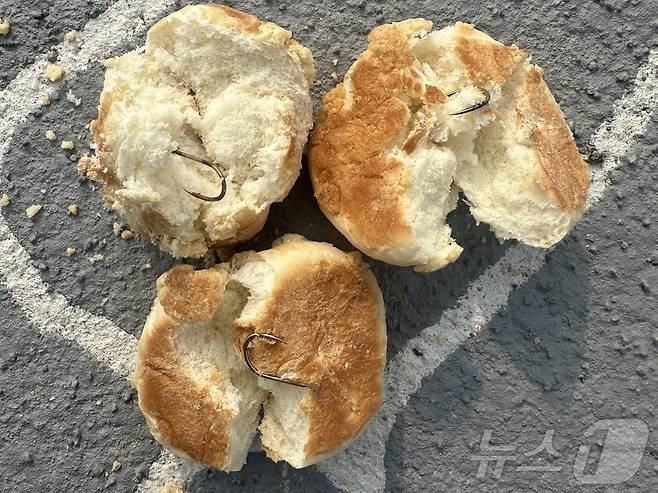 전남 나주 반려견놀이터에 살포된 10개의 빵 안에 낚싯바늘이 꽂혀 있다.(SNS캡쳐. 재배포 및 DB 금지)