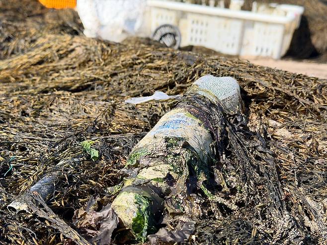 이달 9일 오후 제주시 이호해수욕장과 해안 등을 뒤덮은 괭생이모자반 사이로 중화권 언어가 쓰인 페트병이 뒤엉켜 있다. 최충일 기자