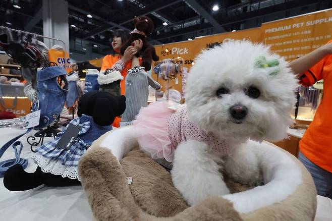 반려동물 양육 가구가 빠르게 늘어나면서 펫보험 시장도 본격적인 성장 국면에 들어섰다.ⓒ연합뉴스