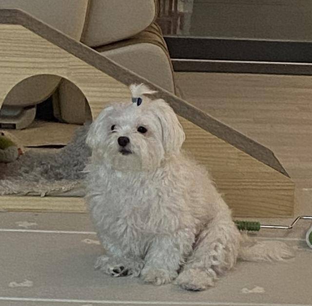 귀여운 얼굴과 듬직한 몸, 완벽개! 보호자 제공