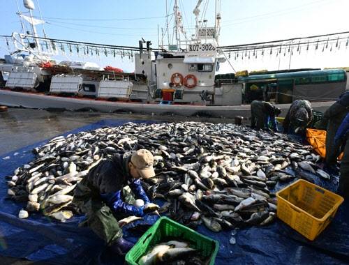 강릉 주문진항에 복어가 가득차 있다.(사진=연합뉴스)