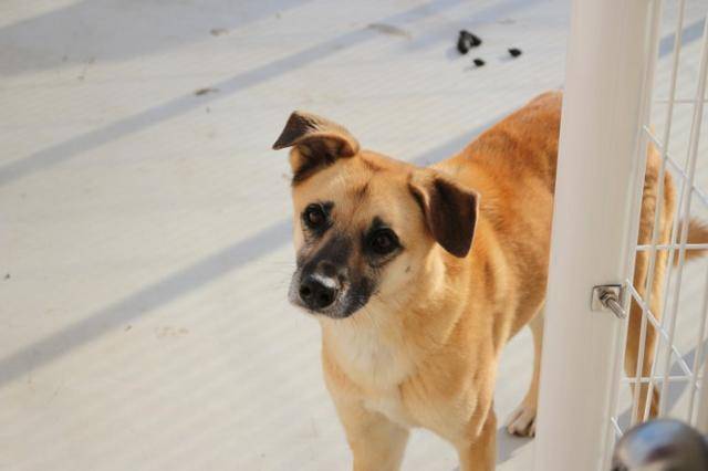 보리는 구조 이후에도 신체적 장애가 발견돼 입양에 어려움을 겪었다. 동물자유연대 제공