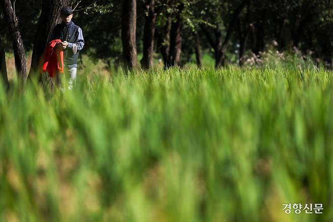 지난해 10월16일 서울 강남구 양재천 벼농사학습장에서 한 시민이 지난 6월 손 모내기한 벼를 바라보고 있다. 성동훈 기자