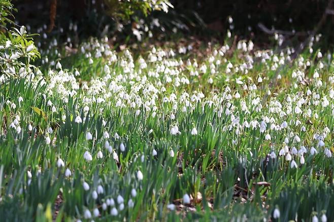 화단에 설강화가 가득 피어있는 모습. 천리포수목원 제공