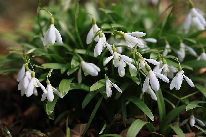 설강화의 모습. 안쪽 화피 조각에 연두색 하트 무늬가 있다. 천리포수목원 제공
